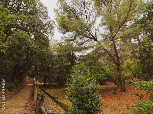 Parc du Mugel de la Ciotat adossé au Bec de l'Aigle. Allées arborées de chêne-liège, palmiers, chêne-liège, bambouseraie, plantes exotiques et aromatiques le long des pentes du bec photo