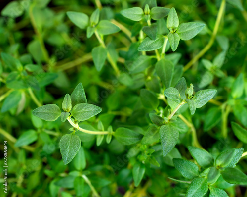 Close up of thyme plant. Aromatic herb  seasoning  cooking ingredients.