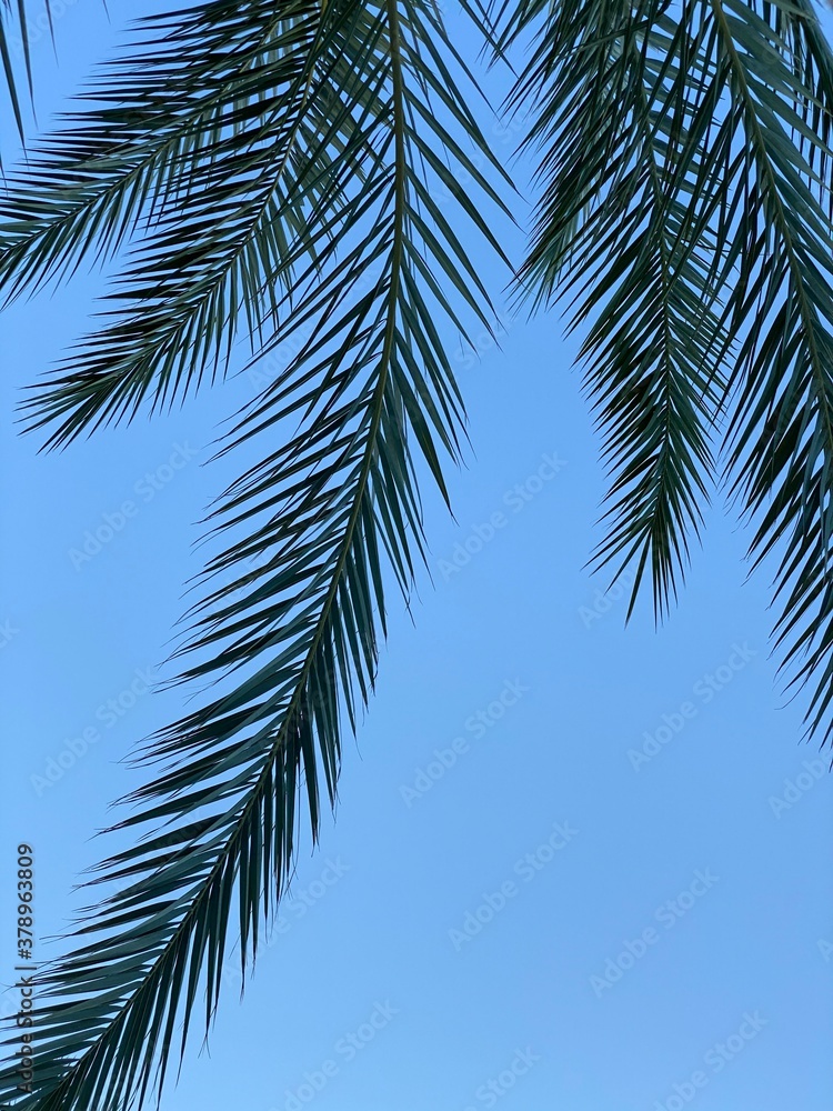 Fototapeta premium palm tree leaves