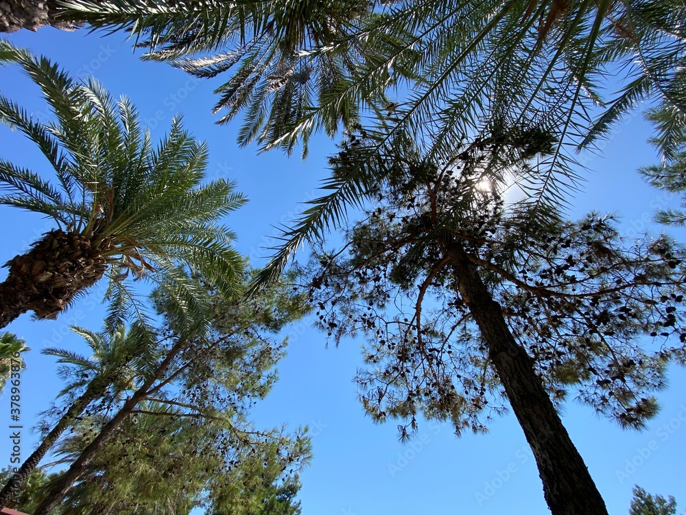 Fototapeta premium palm trees against blue sky bottom view
