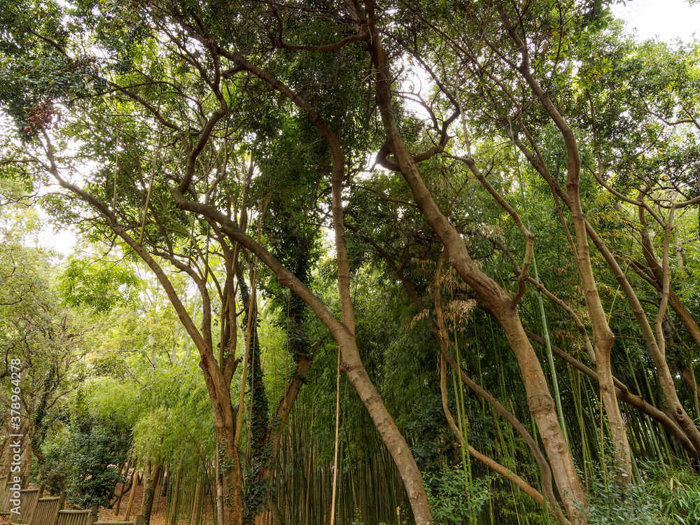 Fototapeta premium Parc du Mugel de la Ciotat adossé au Bec de l'Aigle. Allées arborées de palmiers, chêne-liège, bambous, plantes exotiques et aromatiques