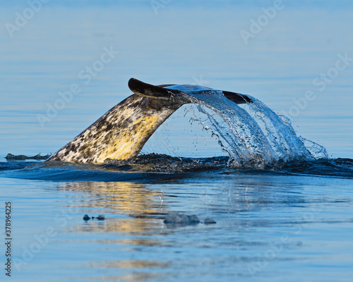 A Narwhal comes to the surface beside the floe edge of northwest Hudson Bay photo