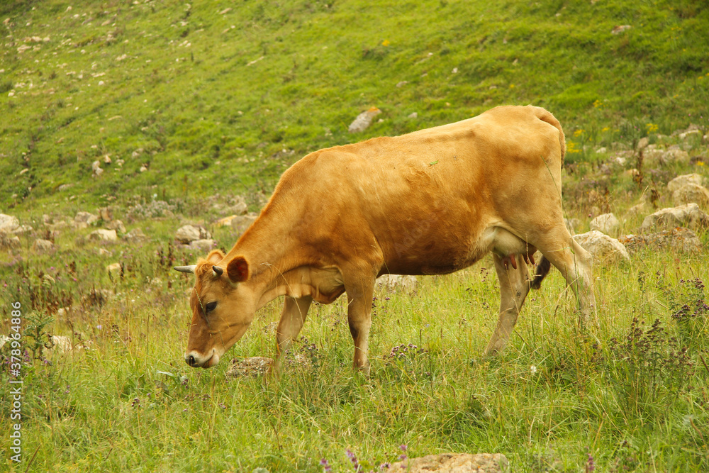 Cow grazing on ths summer alpine meadow