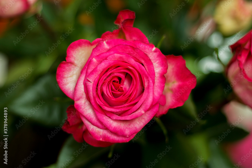 Pink and white blooming roses gifrt with love Pink and white blooming roses gifrt with love
