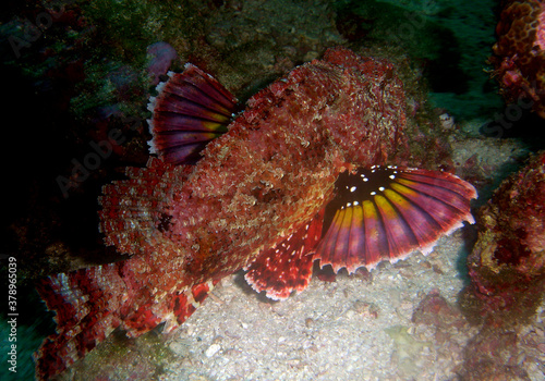 underwater coral fish caribbean sea 