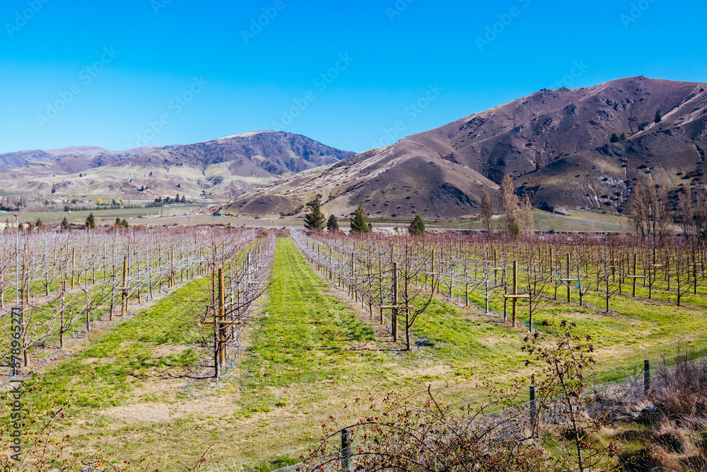Fototapeta premium Cromwell Winery in New Zealand