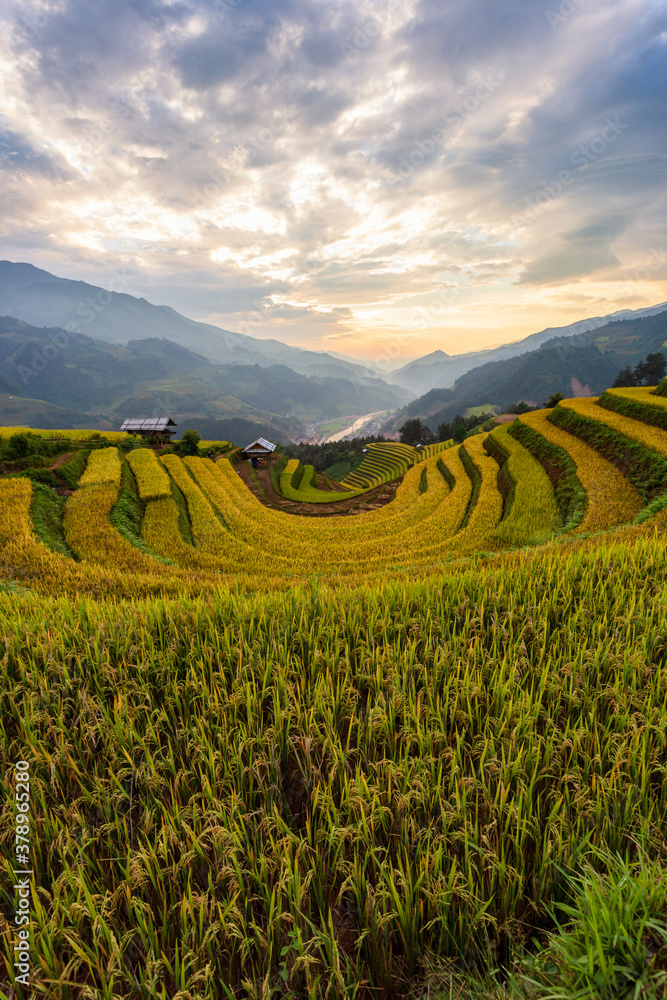 Terraced rice paddy field landscape of Mu Cang Chai, Yenbai, Northern Vietnam