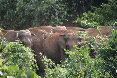 Canvas Print elephants in the zoo