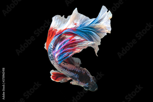 Rhythmic of Betta siamese fighting fish betta splendens (Halfmoon long tail fancy Tricolor red,blue,white ),isolated on black background.