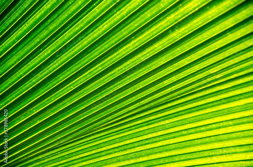 Palm branch  texture of palm leaf