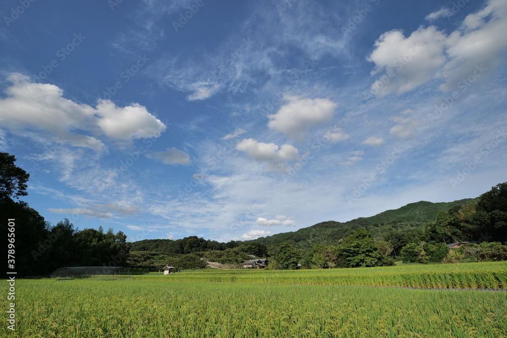A landscape photo of a rice field taken on a sunny day in mid-summer. A landscape photo of a rice field taken on a sunny day in mid-summer.