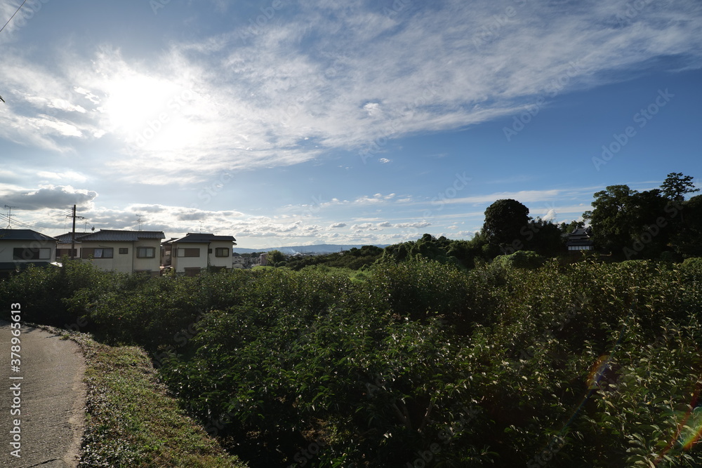 A landscape photo of a rice field taken on a sunny day in mid-summer.