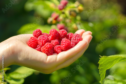 A hand full of wild raspberries, ripe and red. Organic forest raspberries. A handful of raspberries. Image with selective focus and toning