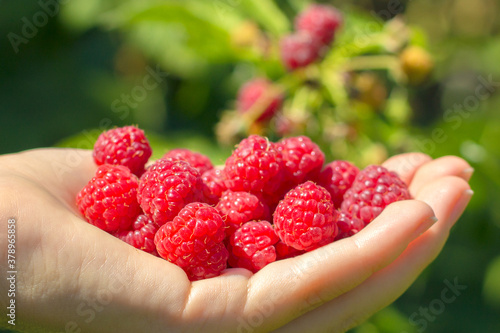 A hand full of wild raspberries, ripe and red. Organic forest raspberries. A handful of raspberries. Image with selective focus and toning