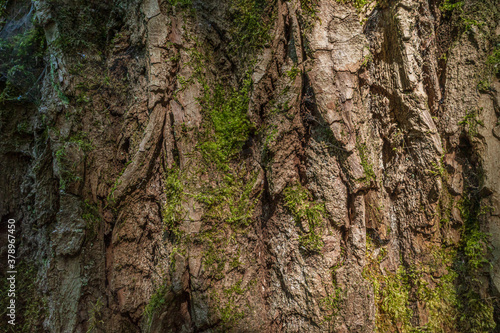 Moss-covered tree bark under uneven lighting