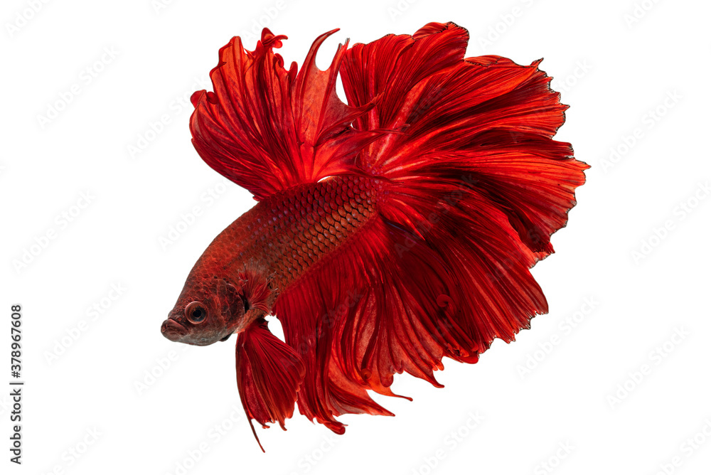 Fototapeta premium Exotic rhythmic motion movement luxury beautiful half moon long tail Betta,Siamese fighting fish Betta splendens,Thai aquatic national animals, popular fish isolated on white background.