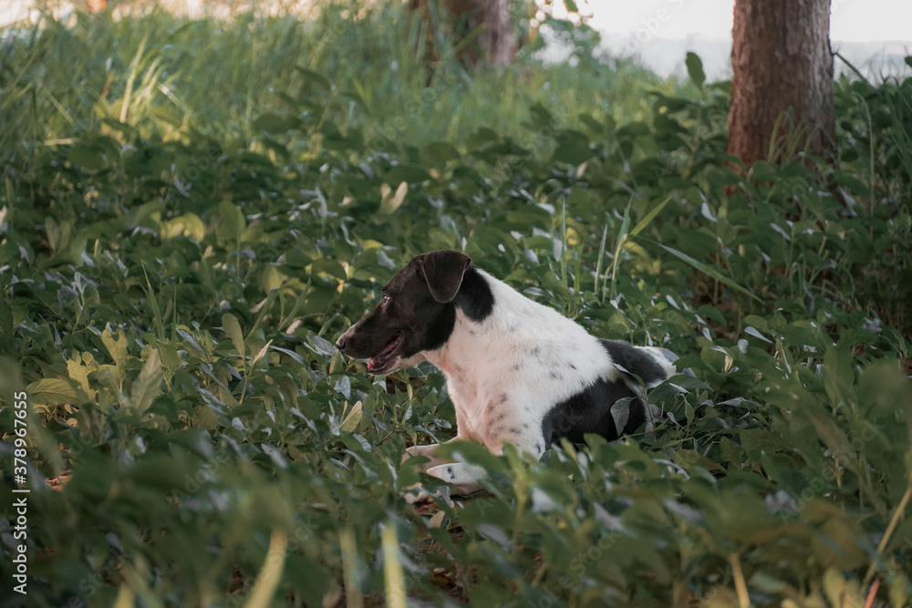 A dog with a black and white coat sitting in the yard