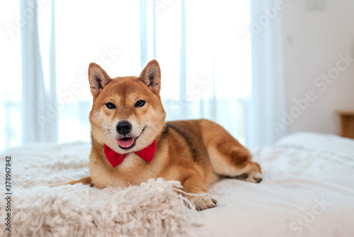  Shiba Inu Japanese dog on the bed in bedroom.Shiba Inu is a Japanese dog that is famous dog,Pet Lover concept.