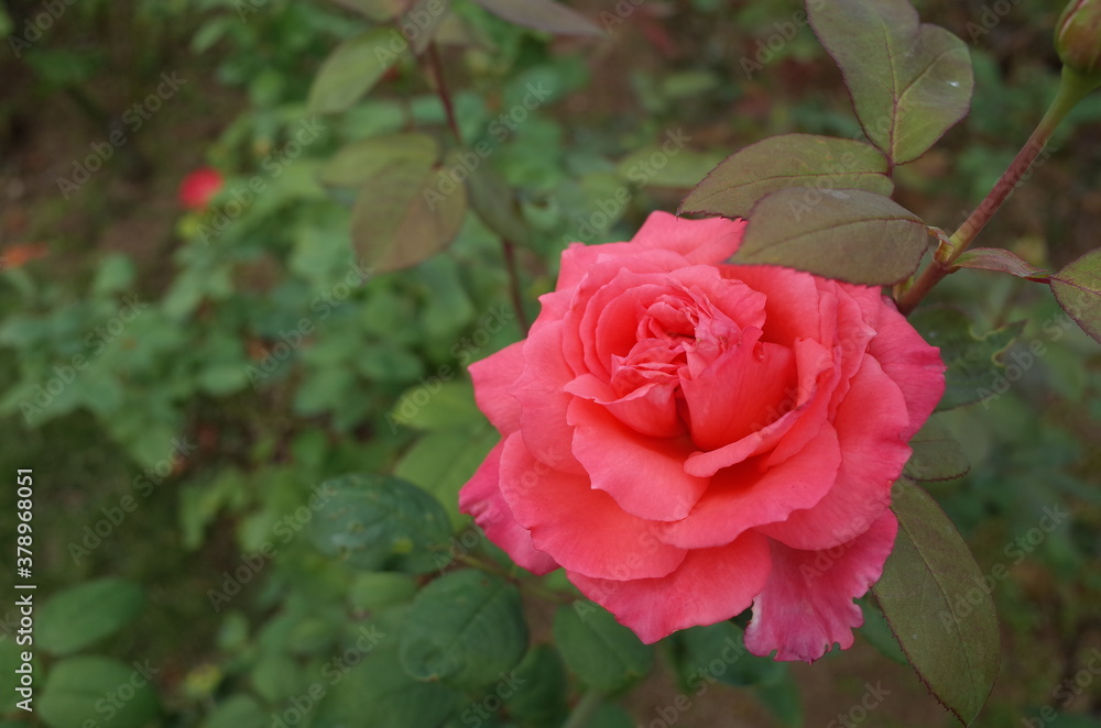 Light Pink Flower of Rose 'Otohime' in Full Bloom
Light Pink Flower of Rose 'Otohime' in Full Bloom