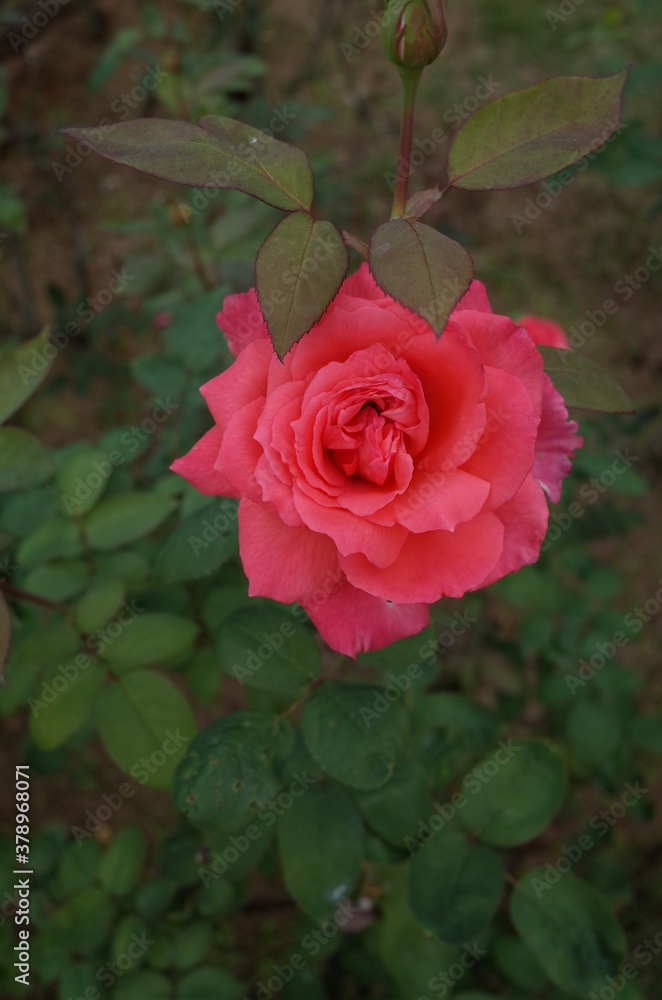 Light Pink Flower of Rose 'Otohime' in Full Bloom
Light Pink Flower of Rose 'Otohime' in Full Bloom