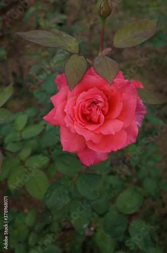 Light Pink Flower of Rose  Otohime  in Full Bloom 