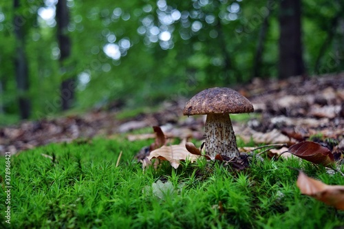 Edible leccinum scabrum mushroom