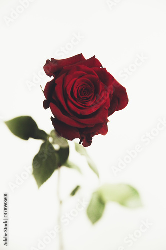 Beautiful blooming red rose flower on white background  close-up  color macro photo. Valentine day concept.