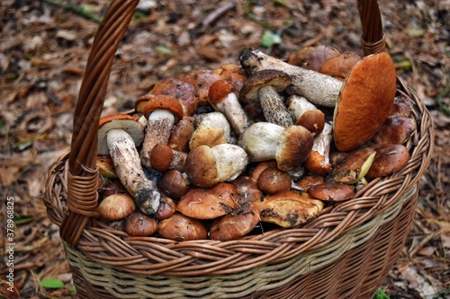 Mushrooms on the basket