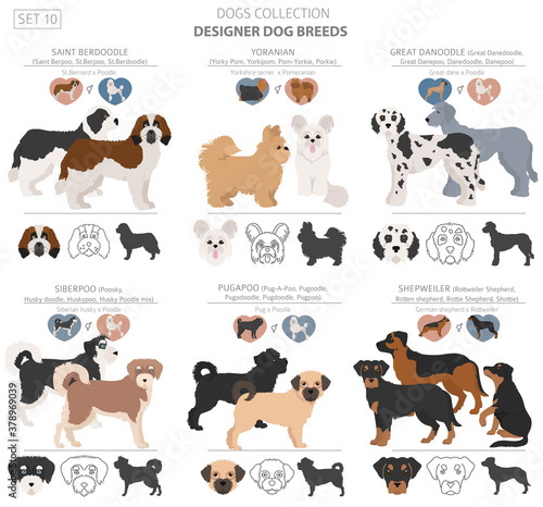 Designer dogs, crossbreed, hybrid mix pooches collection isolated on white. Flat style clipart dog set