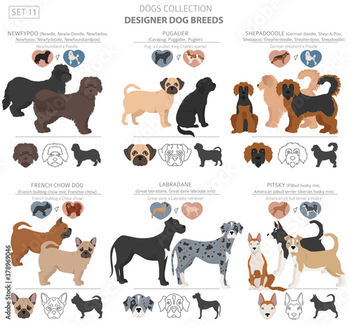 Designer dogs, crossbreed, hybrid mix pooches collection isolated on white. Flat style clipart dog set