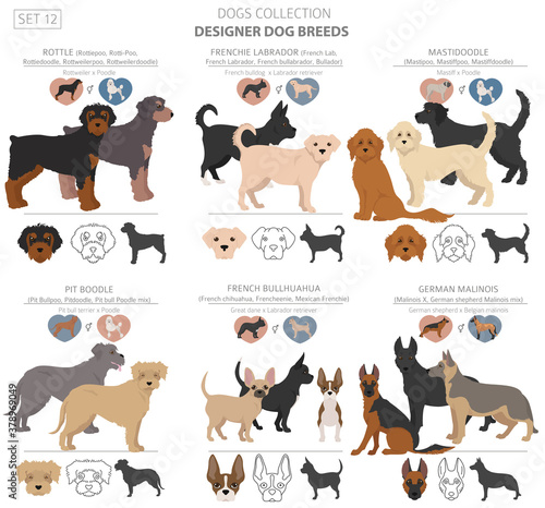 Designer dogs, crossbreed, hybrid mix pooches collection isolated on white. Flat style clipart dog set