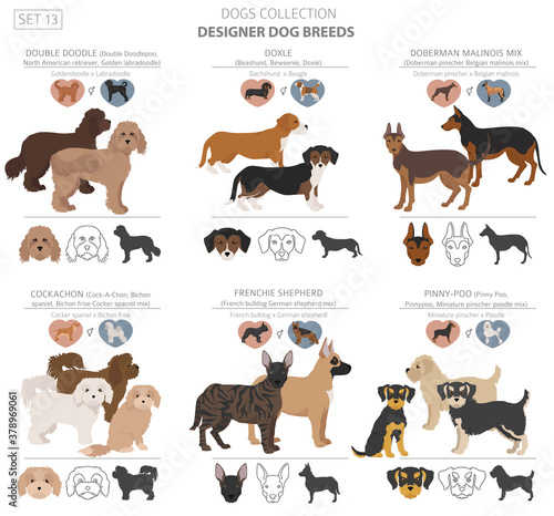 Designer dogs, crossbreed, hybrid mix pooches collection isolated on white. Flat style clipart dog set