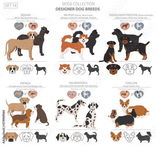 Designer dogs, crossbreed, hybrid mix pooches collection isolated on white. Flat style clipart dog set