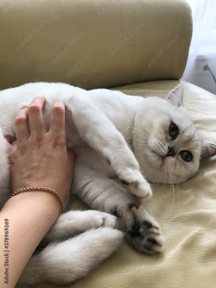 a small white cat with green eyes lies on a leather sofa. the cat wants to play with its owner. a man's hand scratches the cat's soft and fluffy belly. the cat has soft black pads on its paws