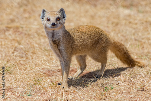 Yellow Mongoose
