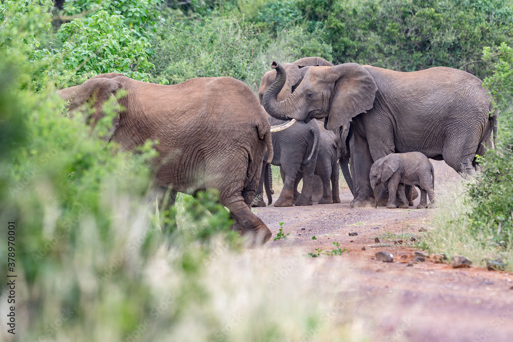 Elephants Elephants