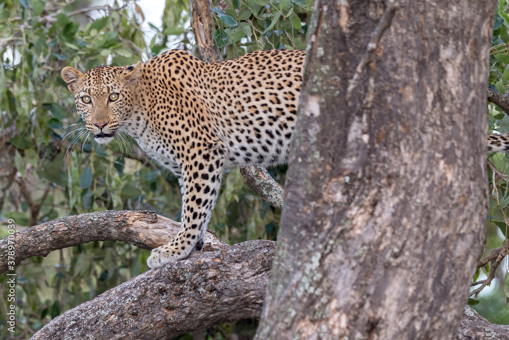 Leopard Leopard