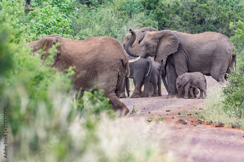 Elephants © Braam