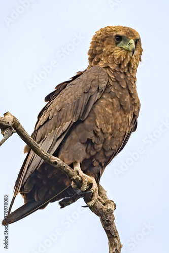 Juvenile Bateleur