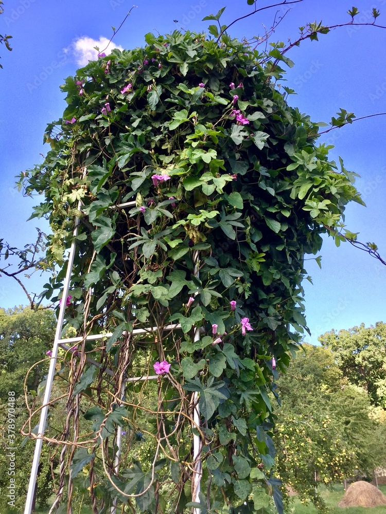 Ipomoea Bonariensis StockFoto Adobe Stock