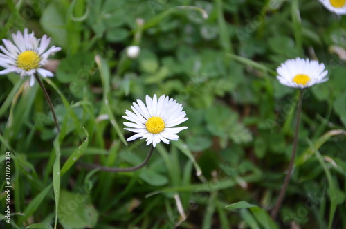 Detailed view of daisies in a garden full of green grass.