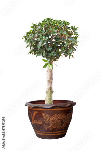 Ficus microcarpa in pot isolated on white background included clipping path.