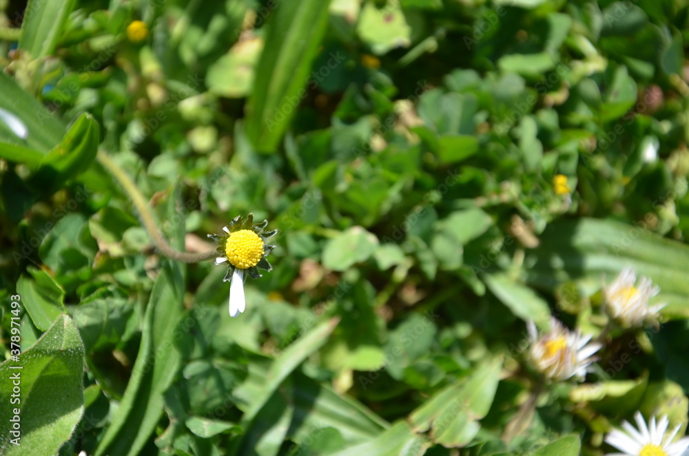 Detailed view of daisies in a garden full of green grass. Detailed view of daisies in a garden full of green grass.