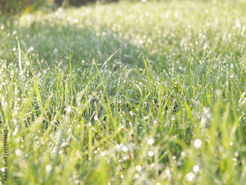 Grass with dew like a diamnds