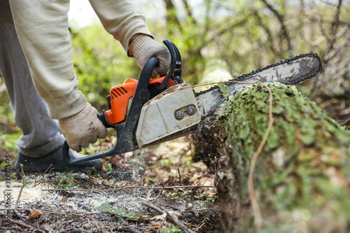 lumberjack hands are sawing a fallen tree with a chainsaw