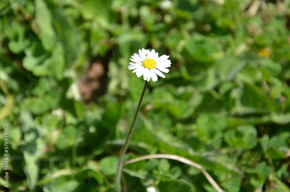 Detailed view of daisies in a garden full of green grass. Detailed view of daisies in a garden full of green grass.