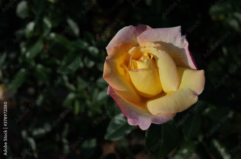 Light Cream Flower of Rose 'Peace' in Full Bloom
Light Cream Flower of Rose 'Peace' in Full Bloom