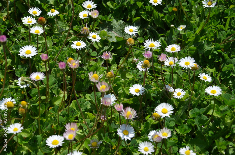Detailed view of daisies in a garden full of green grass. Detailed view of daisies in a garden full of green grass.