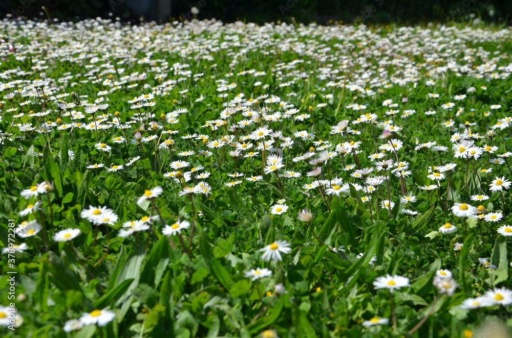 Detailed view of daisies in a garden full of green grass.
