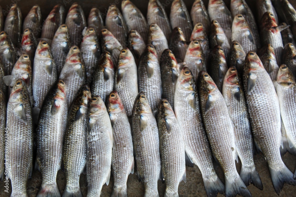 grey mullet fish (mugil cephalus) ready for selling in indian fish market grey mullet fish in ice for sale